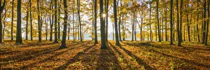 Sunburst Through Autumn Beech Trees, Thetford Forest, Norfolk, England Sunburst Through Autumn Beech Trees, Thetford Forest, Norfolk, England