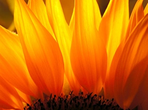 Bright Yellow Flowers Prints: Sunflower