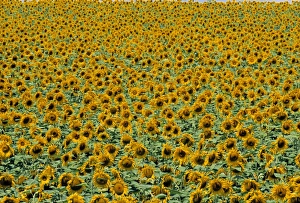 Sunflower Field Provence Prints: Sunflower Field