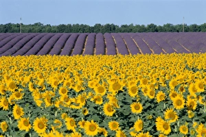 Provence Sunflowers Prints: Sunflower fields