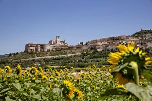 Sunflowers looking at Assisi, Umbria, Italy Sunflowers looking at Assisi, Umbria, Italy