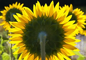 Sunflowers in the morning light, Provence, France Sunflowers in the morning light, Provence, France