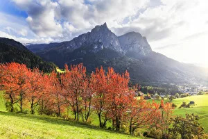 Autumn Colors In The Dolomites Prints: Sunlight illuminates red leafs of cherry trees. Siusi allo Sciliar, Dolomites