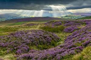 Sunrays over Hope Valley with Blooming Heather, Peak District National Park, Derbyshire Sunrays over Hope Valley with Blooming Heather, Peak District National Park, Derbyshire