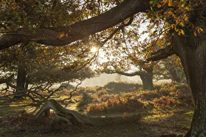 Sunrise on a beautiful autumn morning in the New Forest National Park, Hampshire, England Sunrise on a beautiful autumn morning in the New Forest National Park, Hampshire, England