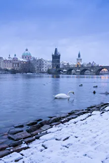 Swan swimming in Vltava River near Charles bridge against snowy sky in winter, Prague Swan swimming in Vltava River near Charles bridge against snowy sky in winter, Prague