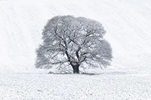 Sweet Chestnut (Castanea sativa) in snow-covered field, Keysely Down, Wiltshire, England Sweet Chestnut (Castanea sativa) in snow-covered field, Keysely Down, Wiltshire, England
