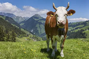 Switzerland, Berner Oberland, Alp Ablandschen, Simmental cow Switzerland, Berner Oberland, Alp Ablandschen, Simmental cow