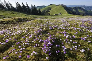 Switzerland, Berner Oberland, Emmental, Crocuses Switzerland, Berner Oberland, Emmental, Crocuses