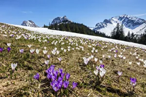 Switzerland, Berner Oberland, Gantrisch Naturpark, Crocuses Switzerland, Berner Oberland, Gantrisch Naturpark, Crocuses
