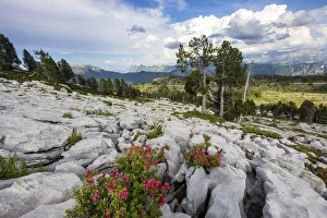 Switzerland, Berner Oberland, Seefeld carst area, Alpine roses Switzerland, Berner Oberland, Seefeld carst area, Alpine roses