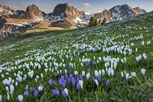 Switzerland, Berner Oberland, View from Selibuhl, Crocuses Switzerland, Berner Oberland, View from Selibuhl, Crocuses