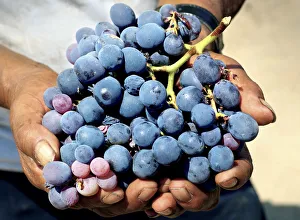 Tabernero Winery & Vineyards, Pisco Producer, Grape Brandy, Chincha Alta, Valley Tabernero Winery & Vineyards, Pisco Producer, Grape Brandy, Chincha Alta, Valley