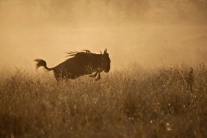Tanzania, Serengeti. A Gnu leaps through the grass Tanzania, Serengeti. A Gnu leaps through the grass