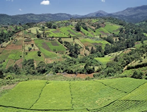 Tea gardens owned by Kikuyu smallholders near the Aberdare Mountains Tea gardens owned by Kikuyu smallholders near the Aberdare Mountains