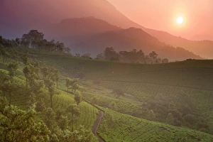 Tea Plantations In India Prints: Tea Plantations