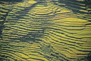 Prints of Terraced Fields, Pokhara, Nepal Pokhara Prints: Pokhara Terraced Fields Print