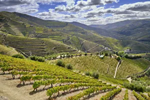 Terraced vineyards at Ervedosa do Douro. Alto Douro, a Unesco World heritage site Terraced vineyards at Ervedosa do Douro. Alto Douro, a Unesco World heritage site