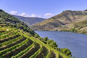 Terraced vineyards and the Quinta da Boavista, a wine producing farm where lived Terraced vineyards and the Quinta da Boavista, a wine producing farm where lived
