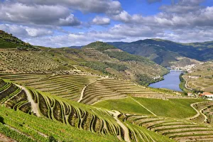 The terraced vineyards of Quinta de Ventozelo and the river Douro at Ervedosa do Douro The terraced vineyards of Quinta de Ventozelo and the river Douro at Ervedosa do Douro