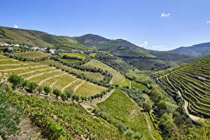 Terraced vineyards at Vale do Rio Torto, Casais do Douro Terraced vineyards at Vale do Rio Torto, Casais do Douro