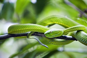 Thailand, Nakhon Ratchasima, Khao Yai. White-lipped viper in the Khao Yai National Park Thailand, Nakhon Ratchasima, Khao Yai. White-lipped viper in the Khao Yai National Park