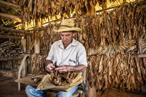 A tobacco farmer making a Cuban cigar in Vinales, Pinar del Rio Province, Cuba A tobacco farmer making a Cuban cigar in Vinales, Pinar del Rio Province, Cuba