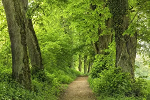 Tree alley, Danube Valley, Swabian Jura, Baden-Wurttemberg, Germany Tree alley, Danube Valley, Swabian Jura, Baden-Wurttemberg, Germany