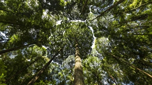 Tree canopy of Dipterocarp trees forming patterns in the sky nr Kuala Lumpur, Malaysia Tree canopy of Dipterocarp trees forming patterns in the sky nr Kuala Lumpur, Malaysia