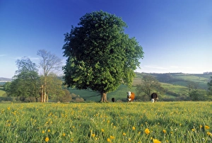 British Landscape Images Prints: Tree in landscape
