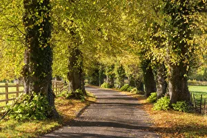 Tree lined lane with intense autumnal foliage, Brecon Beacons, Powys, Wales. Autumn Tree lined lane with intense autumnal foliage, Brecon Beacons, Powys, Wales. Autumn