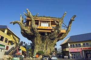 Images Dated 2006 March: Tree Top Restaurant Print on Giant Tree