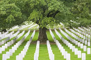 Tree & Tombstones, Arlington Cemetary, Washington DC, USA Tree & Tombstones, Arlington Cemetary, Washington DC, USA