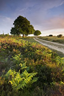Trees and bracken on the New Forest heathland in the Springtime, Hampshire, England Trees and bracken on the New Forest heathland in the Springtime, Hampshire, England