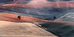 Two trees in the Siena countryside at sunset in summer, Val d'Orcia, Tuscany, Italy Two trees in the Siena countryside at sunset in summer, Val d'Orcia, Tuscany, Italy