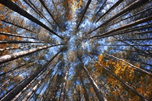 Trees to the sky in autumn, Emilian Apennines, emilia romagna, italy Trees to the sky in autumn, Emilian Apennines, emilia romagna, italy