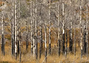 Trees, Wester Ross, Highlands, Scotland Trees, Wester Ross, Highlands, Scotland