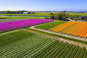 Netherlands Collection: Tulip fields in Schagen near Alkmaar and Den Helder, North Holland, Netherlands