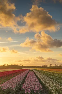Tulips in fields at sunset, Lisse, Netherlands Tulips in fields at sunset, Lisse, Netherlands