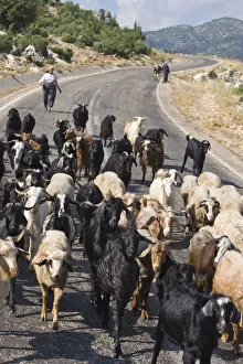 Turkey, Taurus mountains, Goats on road Turkey, Taurus mountains, Goats on road