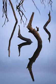 Twisted stumps from drowned trees in Colliford Lake on Bodmin Moor, Cornwall, England Twisted stumps from drowned trees in Colliford Lake on Bodmin Moor, Cornwall, England