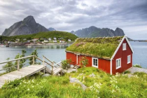 Lofoten Islands Norway Prints: Typical Rorbu surrounded by grass, Nordland county, Lofoten Islands, Northern Norway