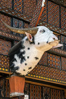 Typical Tongkonan house adorned with head of albino buffalo, Rantepao, Tana Toraja Typical Tongkonan house adorned with head of albino buffalo, Rantepao, Tana Toraja