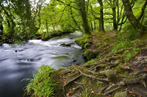 UK, England, Cornwall, Bodmin Moor, Golitha Falls UK, England, Cornwall, Bodmin Moor, Golitha Falls