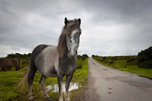 UK, England, Cornwall, Bodmin Moor, Pony UK, England, Cornwall, Bodmin Moor, Pony