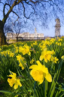 UK, England, London, St. James Park, Buckingham Palace with Daffodils in Spring UK, England, London, St. James Park, Buckingham Palace with Daffodils in Spring