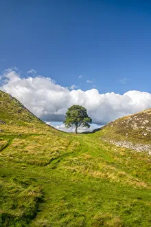 Hadrian's Wall Prints: Hadrian's Wall at Sycamore Gap Print, Northumberland
