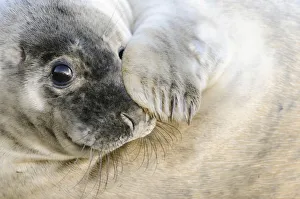 UK, United Kingdom, Lincolnshire , Curious grey seal pup on the beach UK, United Kingdom, Lincolnshire , Curious grey seal pup on the beach