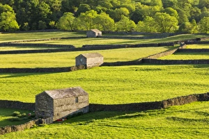 United Kingdom, England, North Yorkshire, Gunnerside. Traditional barns in Swaledale United Kingdom, England, North Yorkshire, Gunnerside. Traditional barns in Swaledale