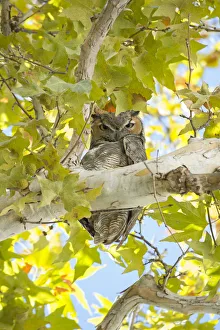 USA, Arizona, Southwest, Montezumas castle, National monument, Great Horned Owl in USA, Arizona, Southwest, Montezumas castle, National monument, Great Horned Owl in